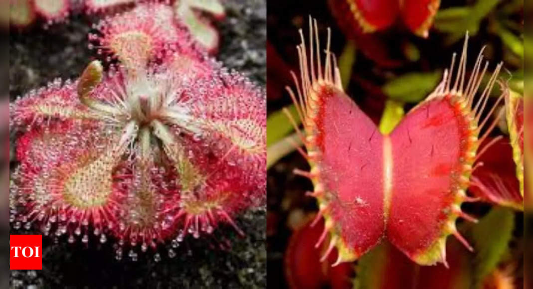 Plant or animal? Discover 6 species of plants that behave similar to animals