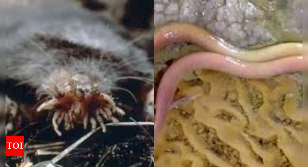 5 Creatures that are born without eyesight