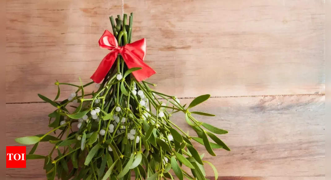 Love, peace, charm and..? Know the healing effects of mistletoe