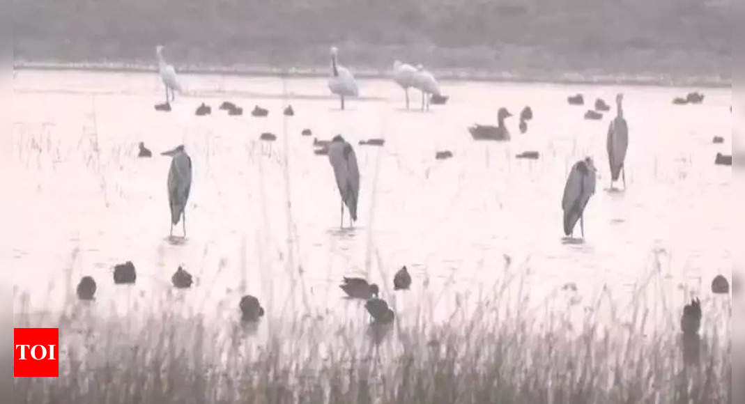 Tourists flock Nal Sarovar to witness migratory birds