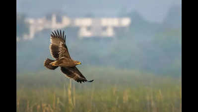 Rare sighting of steppe eagle at Timbi Lake near Vadodara