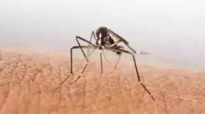 Chikungunya cases rising in T: WHO report