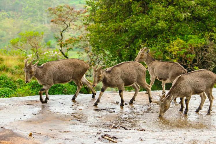 Wildlife and nature parks -