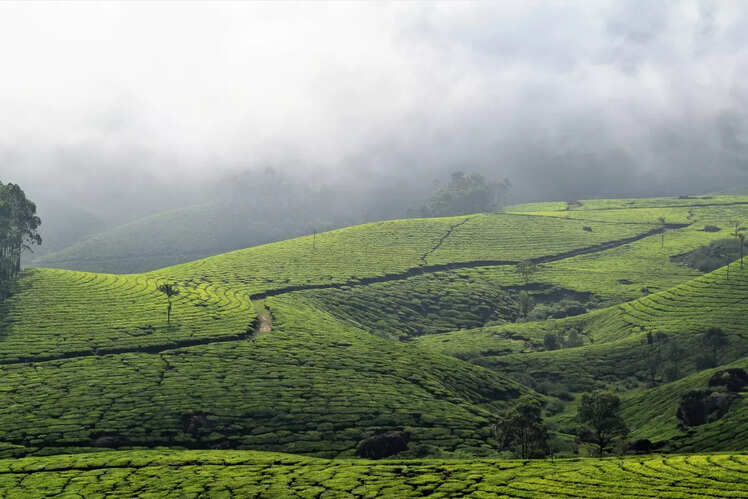 Tea plantations and museums -
