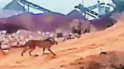 Released in wild, Kuno cheetah takes stroll towards Ranthambore