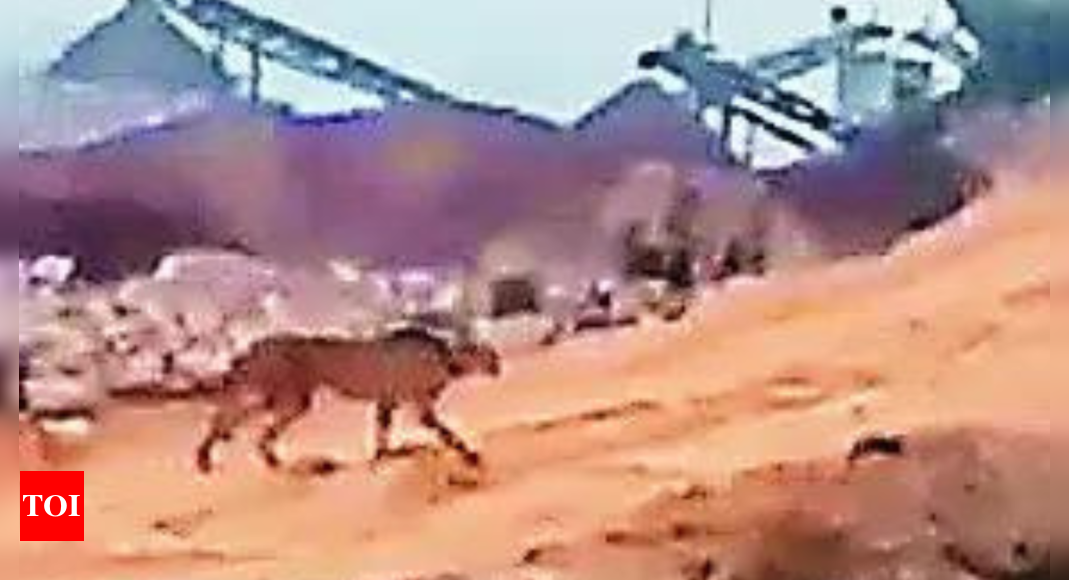 Released in wild, Kuno cheetah takes stroll towards Ranthambore