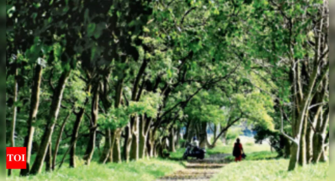 Kolkata's forest cover up but city has lowest greenery among metros