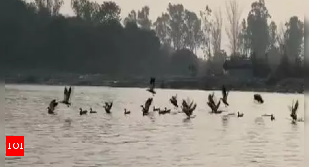 Siberian birds flock to Brajghat in Uttar Pradesh