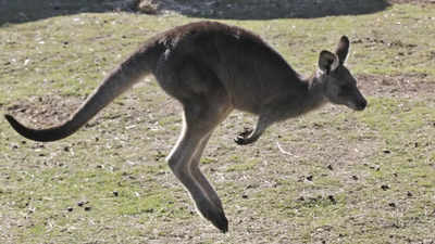 Man arrested for killing 98 kangaroos in Australia