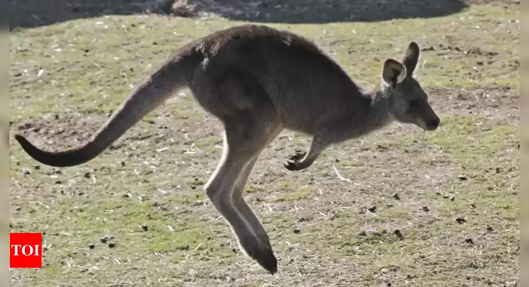 Man arrested for killing 98 Kangaroos in Australia