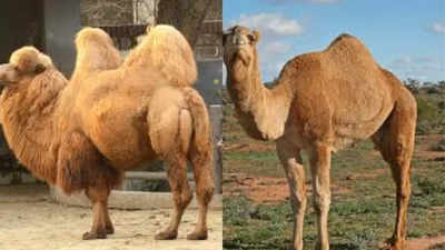 Do camels really store water in their humps? Read more to uncover the truth