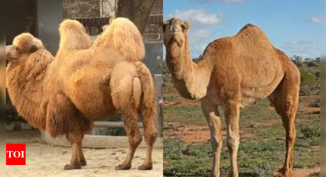 Do camels really store water in their humps? Read more to unveil the truth