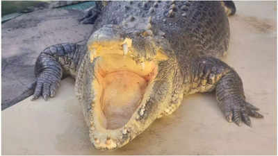 Burt, the iconic saltwater crocodile from 'Crocodile Dundee', passes away in Darwin at 90