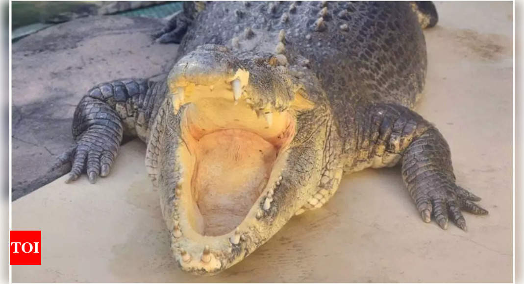 Burt, the saltwater crocodile from 'Crocodile Dundee', passes away