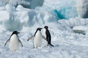 Things to keep in mind before planning a trip to Antarctica