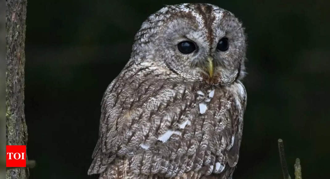 Can owls turn their heads 360 degrees? Unveiling the truth behind this fascinating ability