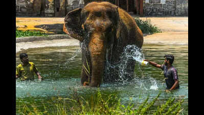 Anarkali, last elephant at city zoo, no more