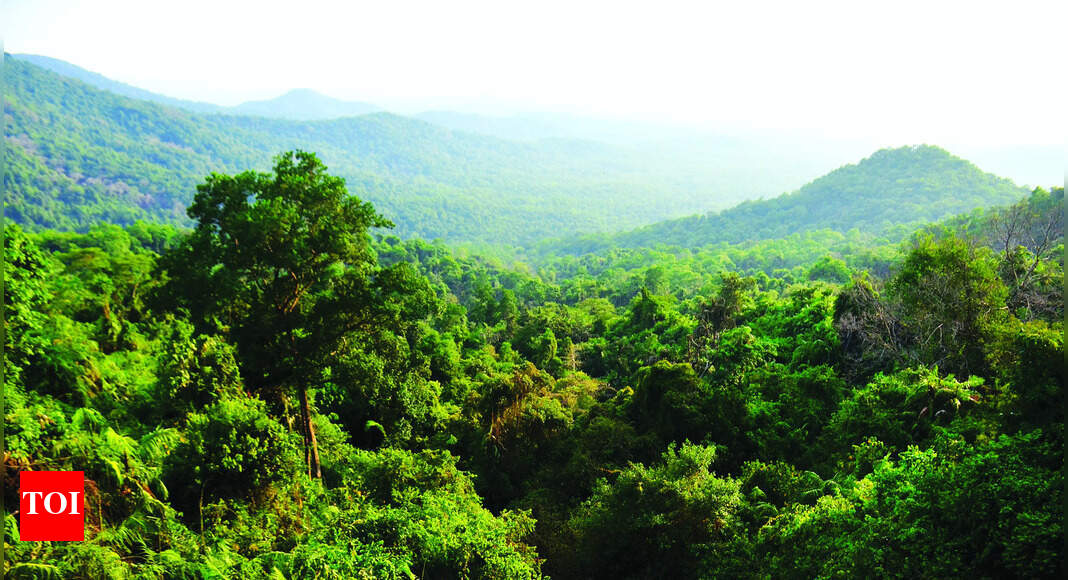 Goa's shrinking forest cover: Encroachments, govt policies, responsible, say environmentalist