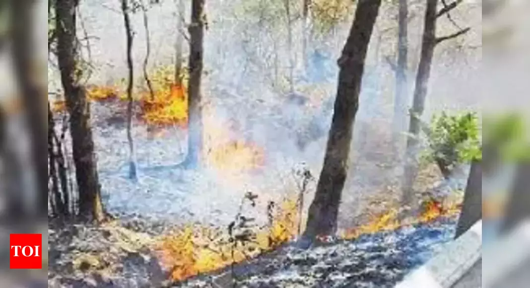 T reports 13k forest fires in ’24, tiger reserves see surge | Hyderabad News – Times of India