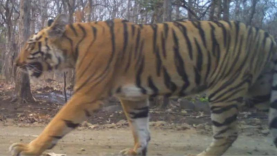 Tiger spotted in Dharashiv is ‘Avenger’, has walked 500km