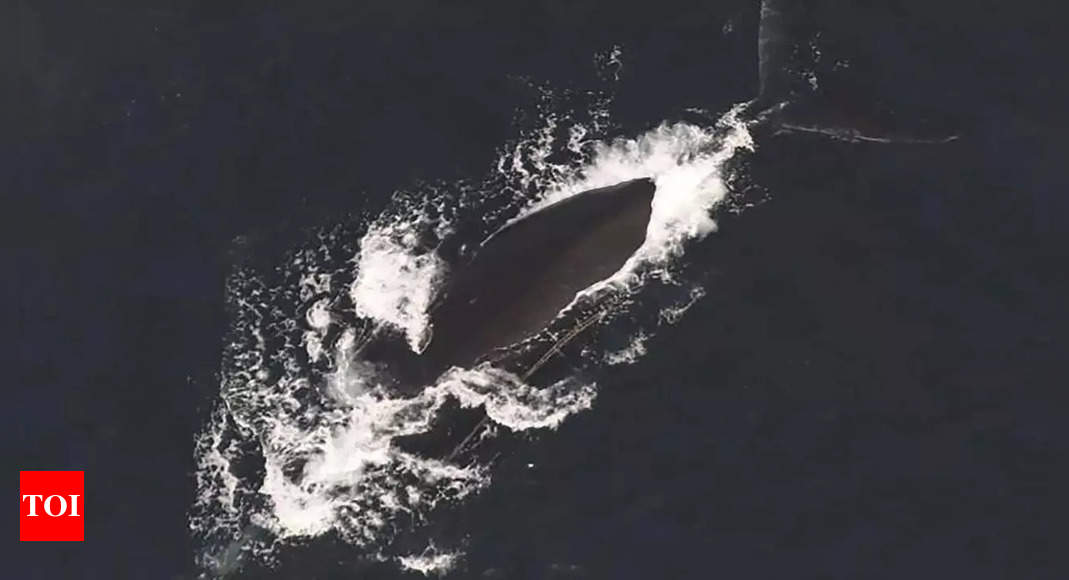 Third entangled endangered whale spotted in span of a week off East Coast