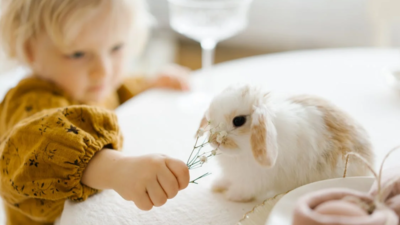 Tailor-Made for Tails: Best Clothes For Pet Rabbit