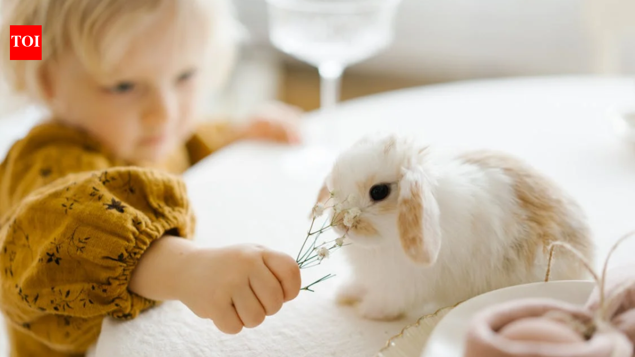 Tailor-Made for Tails: Best Clothes For Pet Rabbit - The Times Reviews