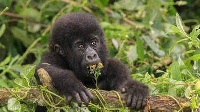 Watch: Baby gorilla in a t-shirt found hidden in a box at the airport