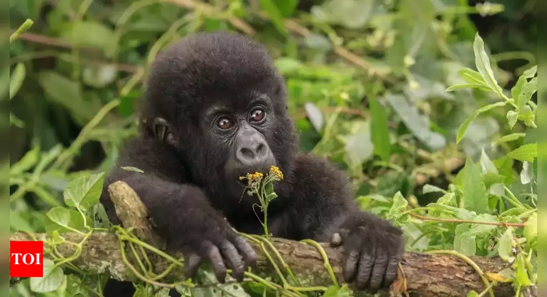 Watch: Baby gorilla in a t-shirt found hidden in a crate at Airport