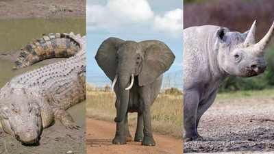 Top 10 animals with the thickest skin including crocodile, sperm whale, rhino and more