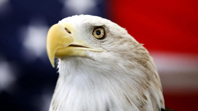 Bald eagle officially declared national bird of US