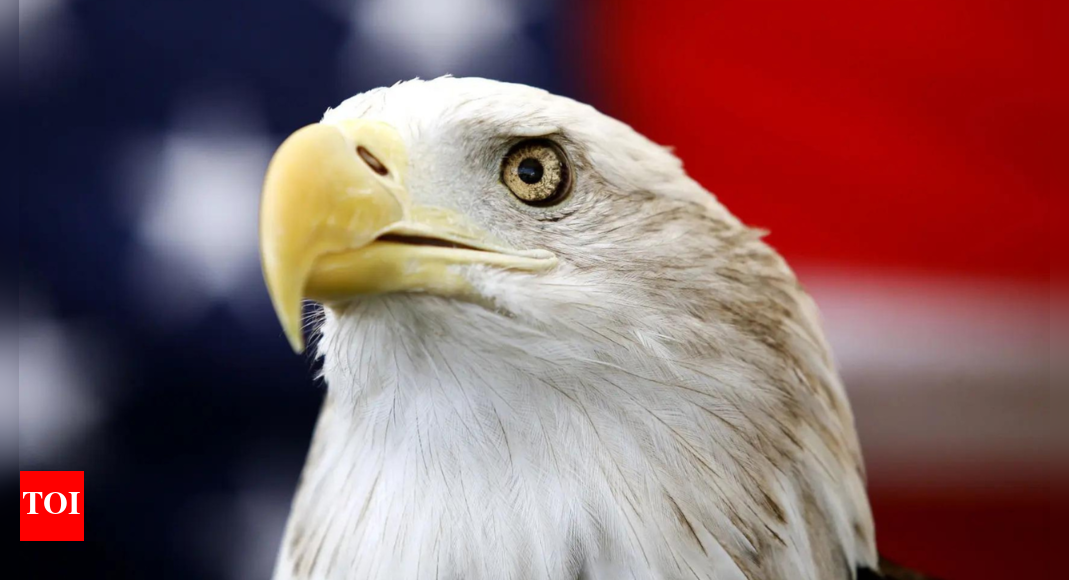 Bald eagle officially declared national bird of US – Times of India