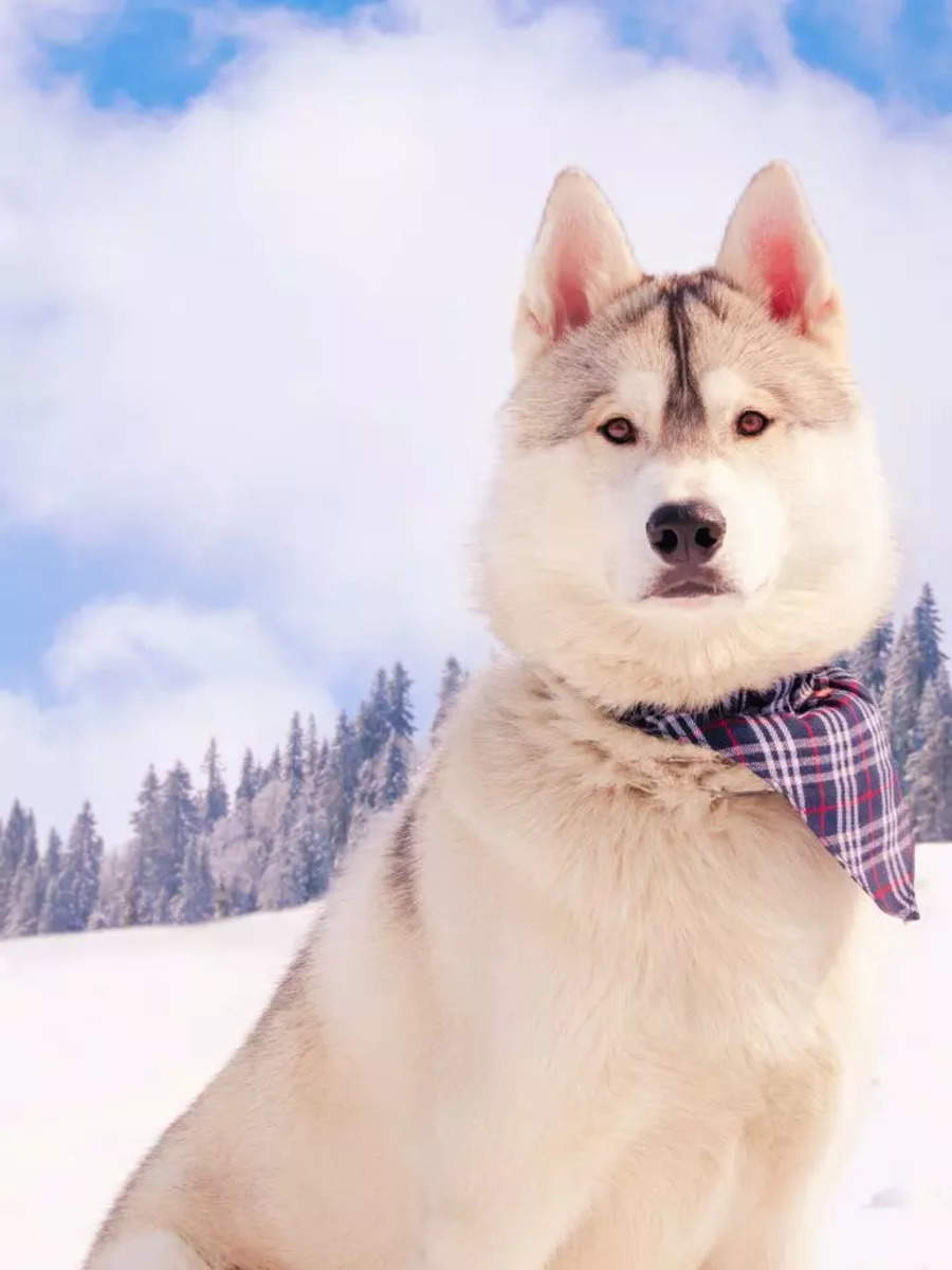 8 popular dog breeds suitable for cold climates