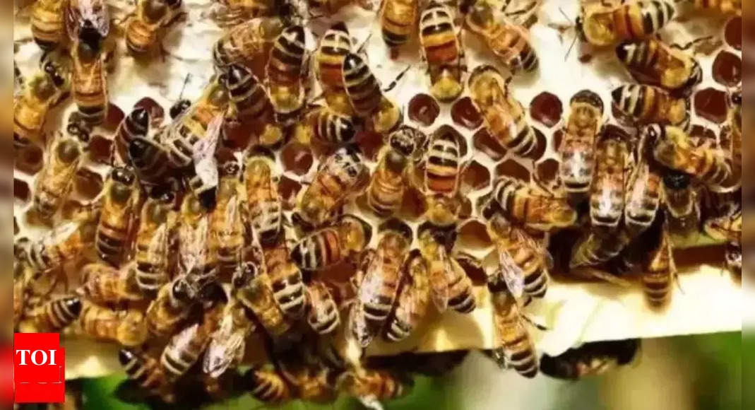 Man succumbs to injuries after bee attack in Karnataka's Hebri