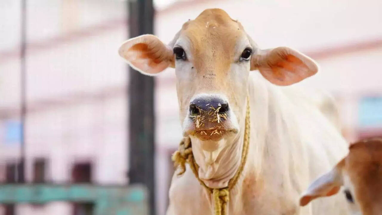 Cow vigilantes, municipal employees clash during action against