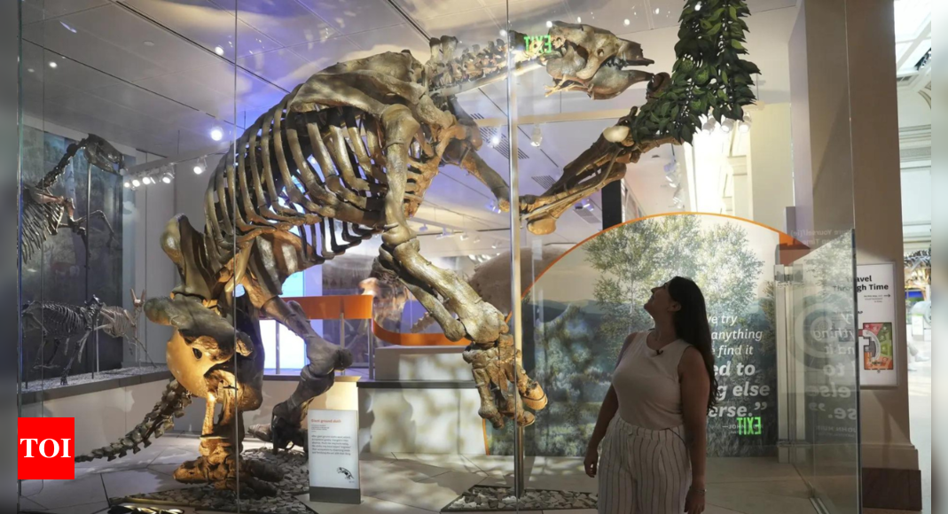 Giant sloths and mastodons lived with people for millennia within the Americas, new discoveries recommend – Times of India