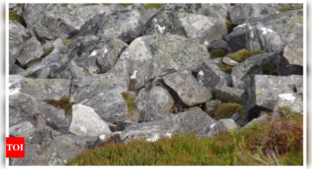 Optical illusion: Only those with sharp vision can spot a bird hiding among the rocks