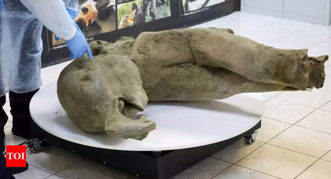 50,000-year-old remains of a baby mammoth found in Siberia: All you want to know