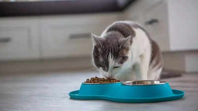 ​Pet food recalled after Washington County cat dies of bird flu