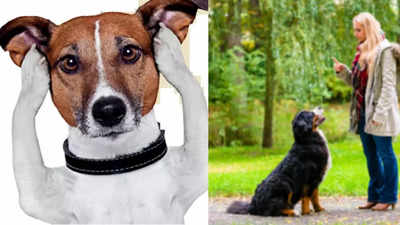 Can canines truly perceive human language? Right here’s what analysis says | – Occasions of India