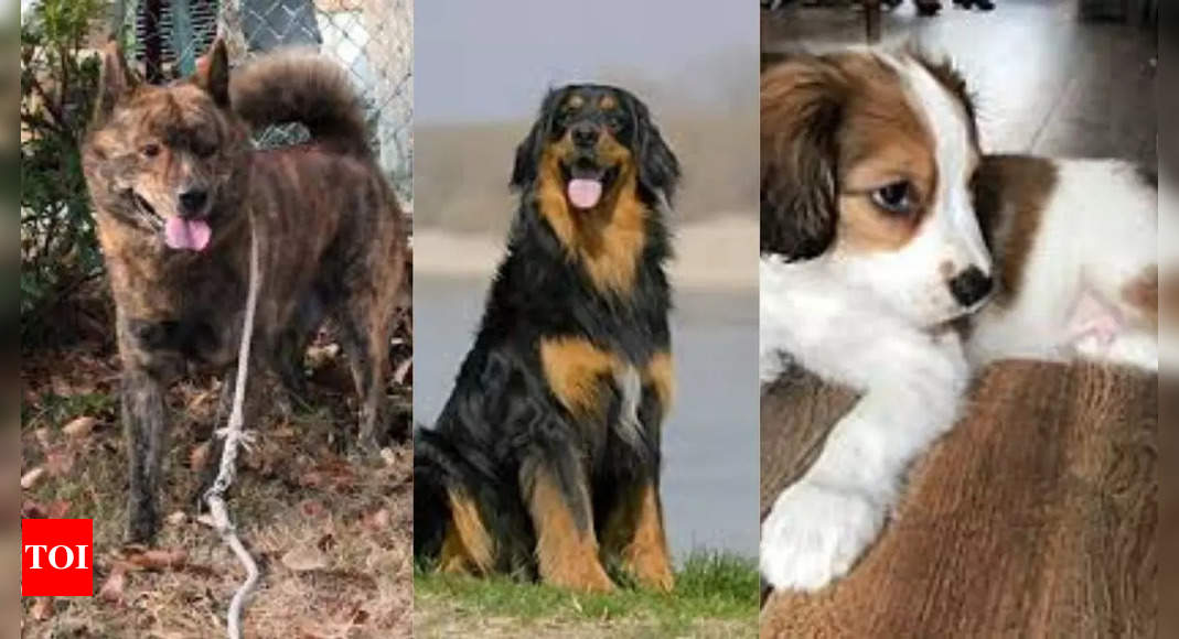 10 lesser known dog breeds you probably didnâ€™t know existed | - Times of India