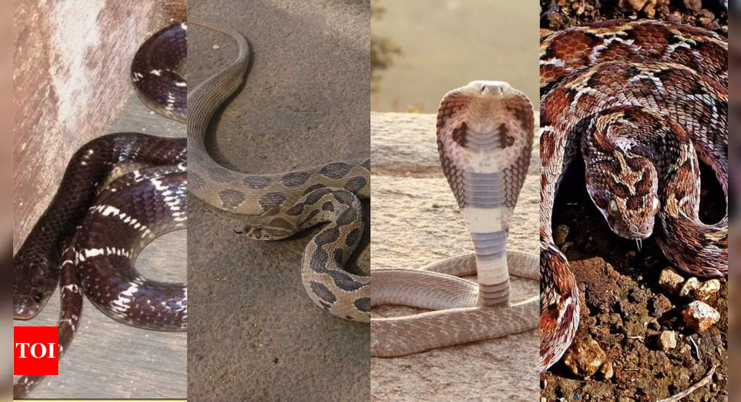 “Big Four” snakes: India’s deadliest snakes and the public health crisis they cause