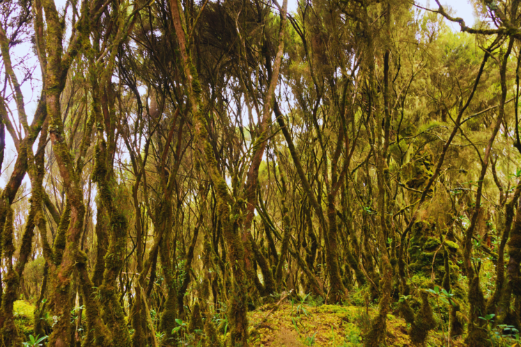 Rwenzori Mountains National Park, Uganda
