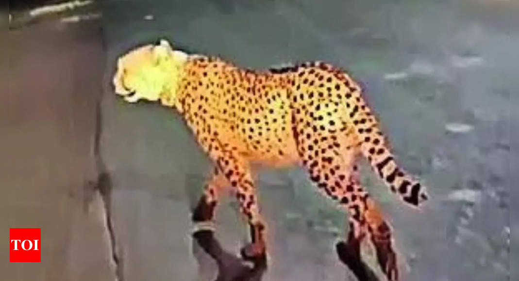 Cheetah Vayu remains elusive, kills stray dog in Madhya Pradesh's Sheopur