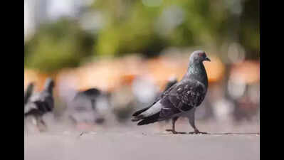 Thane socs to discuss pets, self-redevpt at 3-day conclave