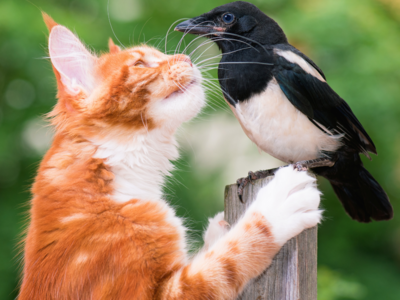 Did you know birds and animals give gifts to each other?