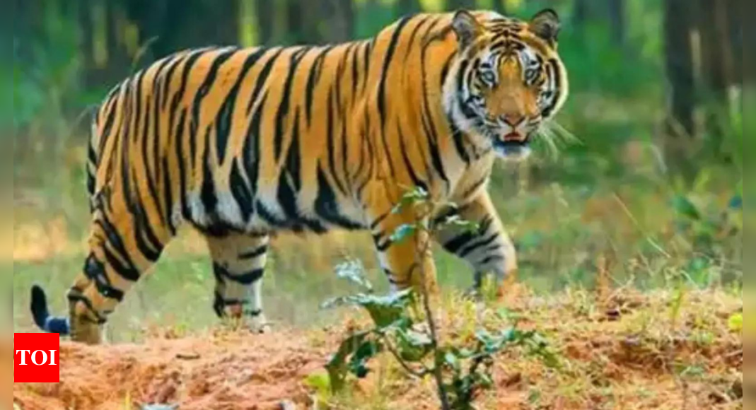 MP to shift 15 tigers to Rajasthan, Chhattisgarh, Odisha