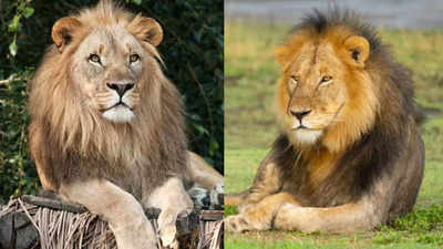 How are Gir Lions from India superior to their African counterparts?