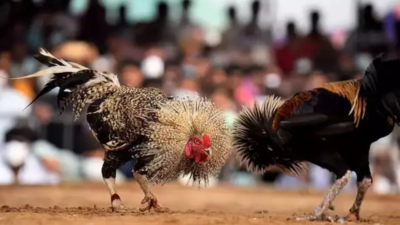 Cockfights begin in north Andhra Pradesh much before Sankranti