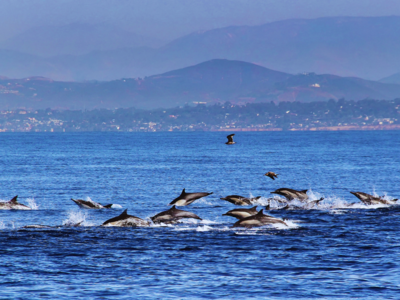 Rare ‘dolphin stampede’ of around 5,000 dolphins stuns viewers at Dana Point